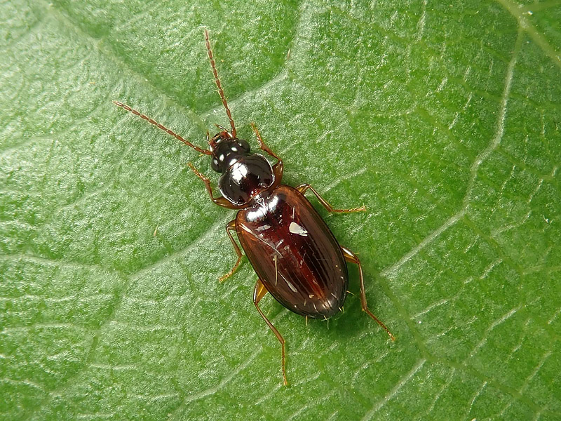 Carabidae: Acupalpus ? No, Trechus quadristriatus